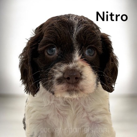 puppy, for, sale, Cocker Spaniel, Joe & Cherri  Overlease, dog, breeder, Miller, MO, dog-breeder, puppy-for-sale, forsale, nearby, find, puppyfind, locator, puppylocator, aca